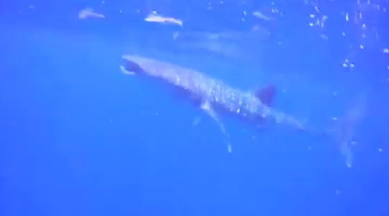 بالفيديو.. غواص يتفاجئ بظهور سمكة قرش ضخمة تسبح إلى جواره صورة رقم 1