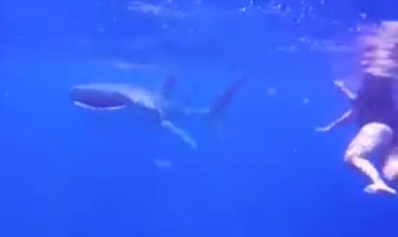 بالفيديو.. غواص يتفاجئ بظهور سمكة قرش ضخمة تسبح إلى جواره صورة رقم 2