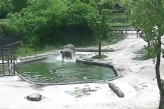  فيديو مثير لأروع عملية إنقاذ: فيلة تنقذ فيل صغير سقط في الماء صورة رقم 6