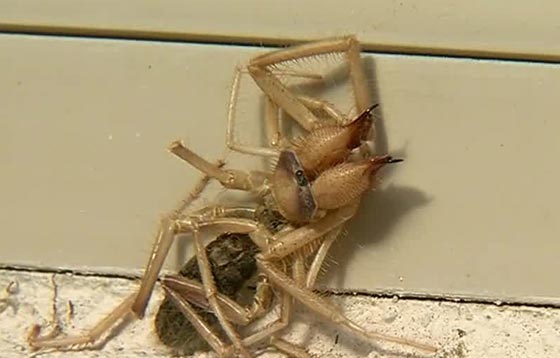 لقطات مخيفة لحشرة غريبة نصفها عنكبوت ونصفها عقرب صورة رقم 4