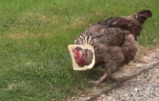 فيديو غريب.. دجاجة تتزين بقطعة من الخبز في عنقها وتسير بزهوة صورة رقم 2