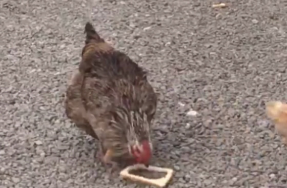 فيديو غريب.. دجاجة تتزين بقطعة من الخبز في عنقها وتسير بزهوة صورة رقم 4