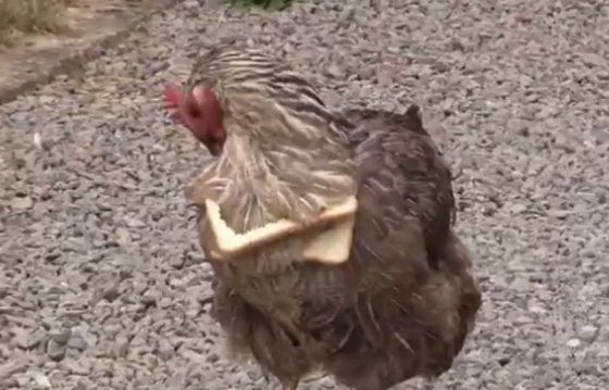 فيديو غريب.. دجاجة تتزين بقطعة من الخبز في عنقها وتسير بزهوة صورة رقم 5