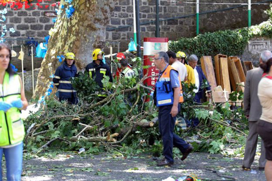 فاجعة بالبترغال.. سقوط شجرة معمِّرة على جمع من المصلين اثناء احتفال ديني صورة رقم 2