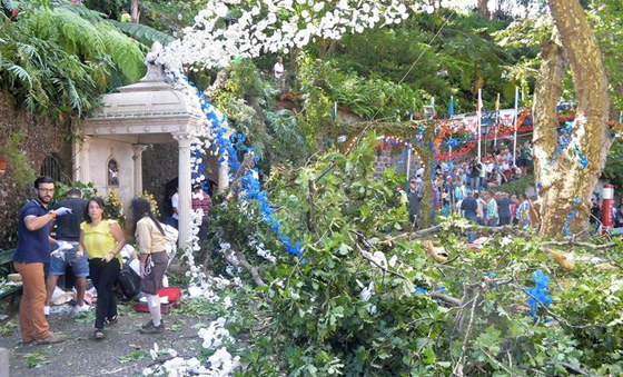 فاجعة بالبترغال.. سقوط شجرة معمِّرة على جمع من المصلين اثناء احتفال ديني صورة رقم 4