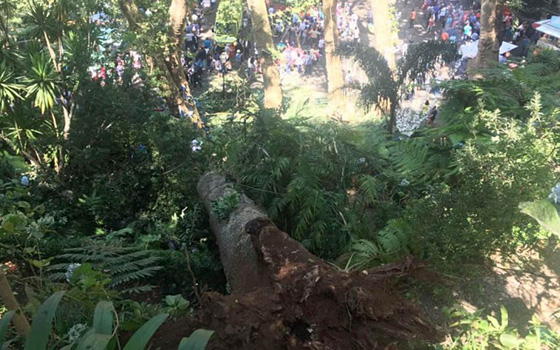 فاجعة بالبترغال.. سقوط شجرة معمِّرة على جمع من المصلين اثناء احتفال ديني صورة رقم 8