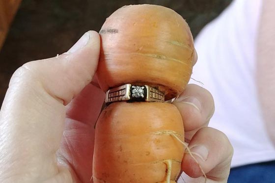 سيدة تعثر على خاتمها الضائع في قلب جزرة بعد 13 عاما! صورة رقم 1