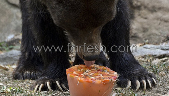 الدببة تأكل الآيس كريم بسبب الطقس الحار في روسيا.. فيديو صورة رقم 12