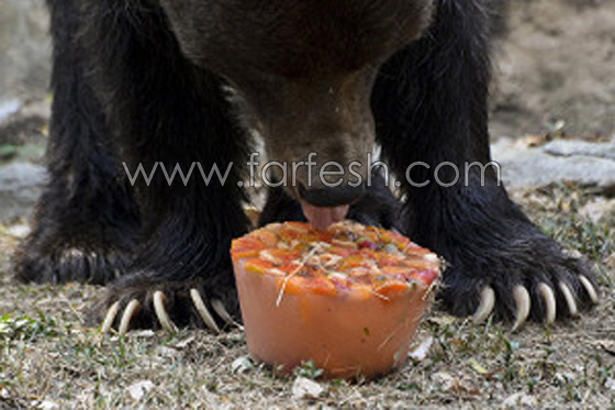 الدببة تأكل الآيس كريم بسبب الطقس الحار في روسيا.. فيديو صورة رقم 9