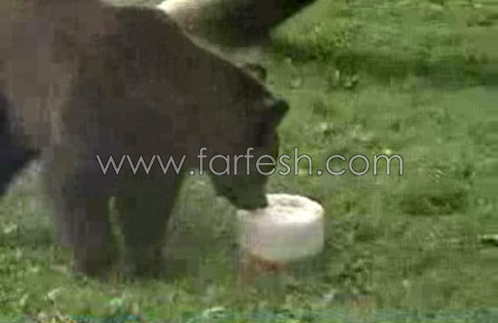 الدببة تأكل الآيس كريم بسبب الطقس الحار في روسيا.. فيديو صورة رقم 5