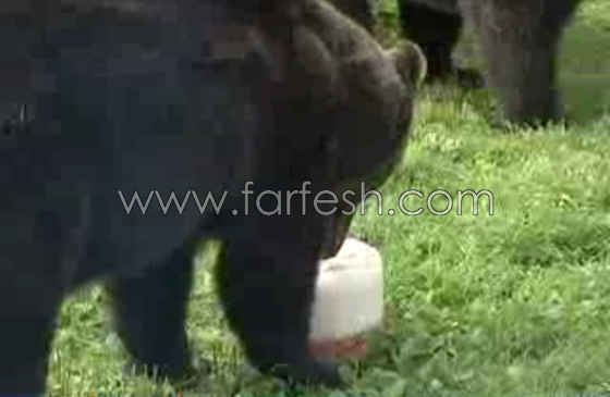 الدببة تأكل الآيس كريم بسبب الطقس الحار في روسيا.. فيديو صورة رقم 6