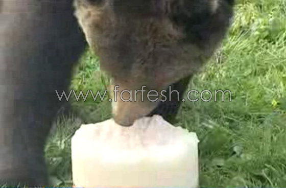 الدببة تأكل الآيس كريم بسبب الطقس الحار في روسيا.. فيديو صورة رقم 7