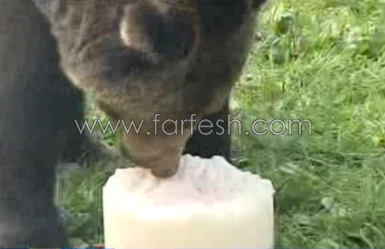 الدببة تأكل الآيس كريم بسبب الطقس الحار في روسيا.. فيديو صورة رقم 8