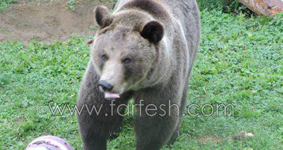 الدببة تأكل الآيس كريم بسبب الطقس الحار في روسيا.. فيديو صورة رقم 11