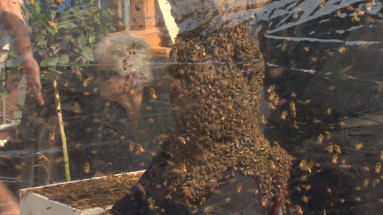 رقم قياسي جديد: جلس لمدة 61 دقيقة ووجهه مغطى بطبقة من النحل! فيديو صورة رقم 2