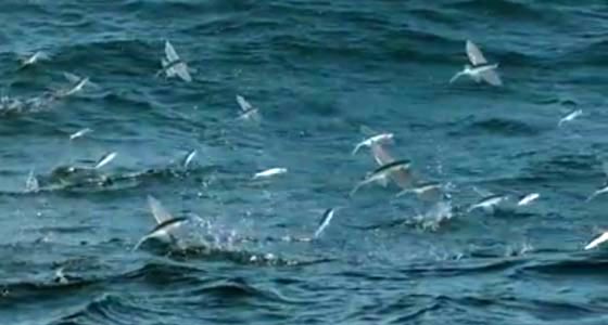  فيديو مذهل.. هروب السمك الطائر من الموت في البحر الى الموت في الجو صورة رقم 1