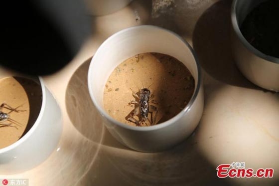 مصارعة الصراصير في الصين: رياضة غريبة اغلى من الذهب!  صورة رقم 1