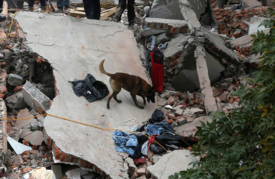 مئات القتلى والجرحى في زلزال قوي يضرب وسط المكسيك.. صور وفيديو صورة رقم 10