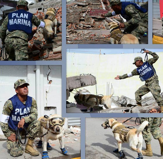 وضع صورة كلبة على العملة بسبب دورها البطولي في زلزال المكسيك صورة رقم 7