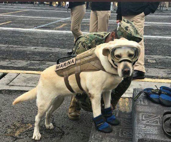 وضع صورة كلبة على العملة بسبب دورها البطولي في زلزال المكسيك صورة رقم 6