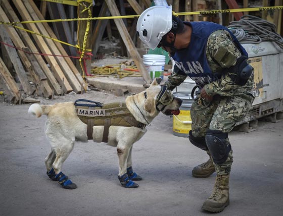 وضع صورة كلبة على العملة بسبب دورها البطولي في زلزال المكسيك صورة رقم 4