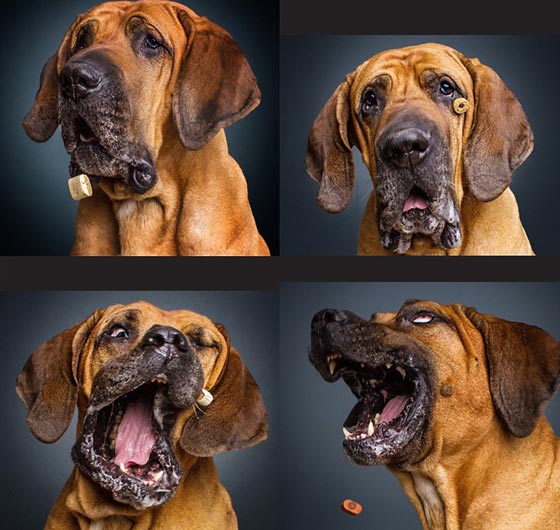  صورة رقم 1 - صور رائعة تظهر ملامح وجه الكلاب الجائعة عند حصولها على طعام