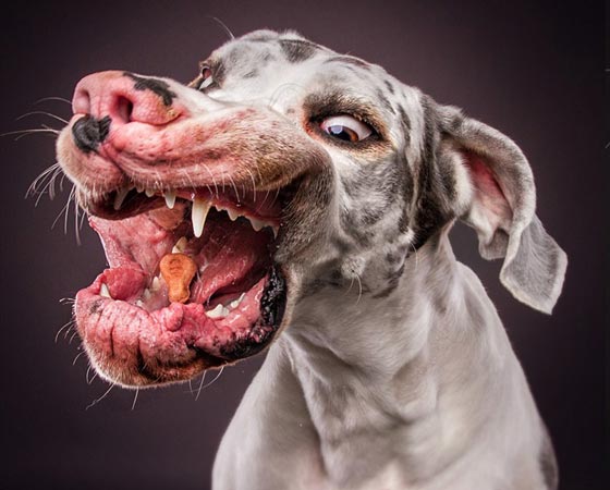  صورة رقم 5 - صور رائعة تظهر ملامح وجه الكلاب الجائعة عند حصولها على طعام