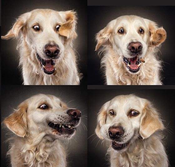  صورة رقم 3 - صور رائعة تظهر ملامح وجه الكلاب الجائعة عند حصولها على طعام