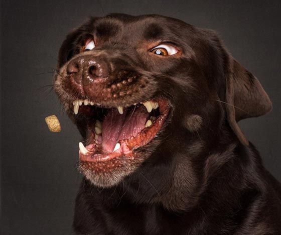  صورة رقم 7 - صور رائعة تظهر ملامح وجه الكلاب الجائعة عند حصولها على طعام