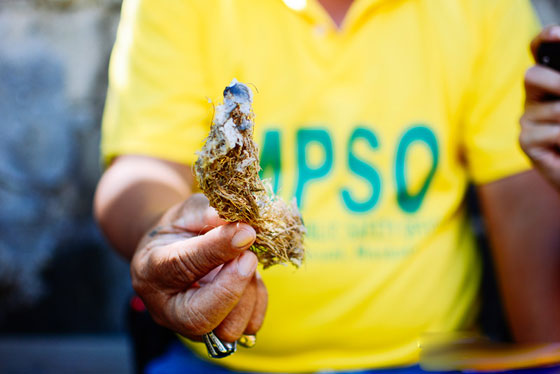 حساء عش الطائر الأغلى ثمناً في الفلبين صورة رقم 3