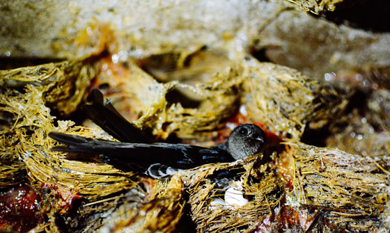 حساء عش الطائر الأغلى ثمناً في الفلبين صورة رقم 7