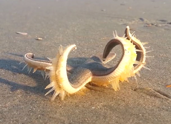 فيديو نادر لنجم بحر يمشي على رمال الشاطئ صورة رقم 1