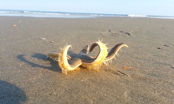 فيديو نادر لنجم بحر يمشي على رمال الشاطئ صورة رقم 3