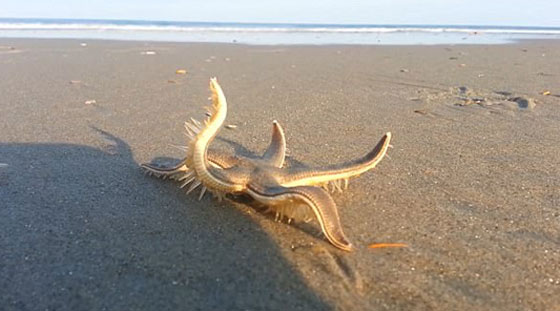 فيديو نادر لنجم بحر يمشي على رمال الشاطئ صورة رقم 4