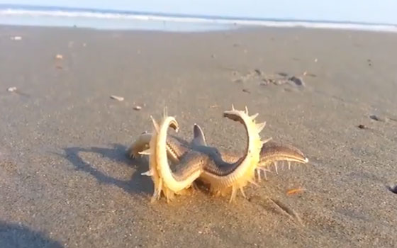 فيديو نادر لنجم بحر يمشي على رمال الشاطئ صورة رقم 6