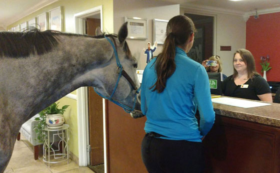 امرأة غريبة الأطوار تحجز غرفة فندقية برفقة حصانها.. فيديو وصور! صورة رقم 1