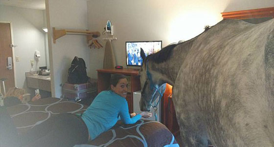 امرأة غريبة الأطوار تحجز غرفة فندقية برفقة حصانها.. فيديو وصور! صورة رقم 2