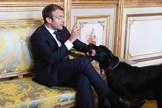 بالفيديو.. كلب  الرئيس الفرنسي يحرجه خلال اجتماعه بحكومته صورة رقم 7