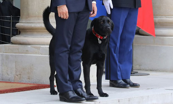 بالفيديو.. كلب  الرئيس الفرنسي يحرجه خلال اجتماعه بحكومته صورة رقم 10