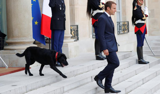 بالفيديو.. كلب  الرئيس الفرنسي يحرجه خلال اجتماعه بحكومته صورة رقم 11