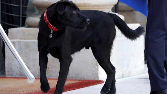 بالفيديو.. كلب  الرئيس الفرنسي يحرجه خلال اجتماعه بحكومته صورة رقم 12