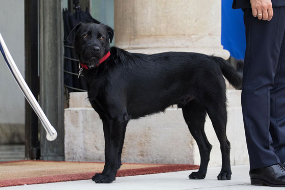 بالفيديو.. كلب  الرئيس الفرنسي يحرجه خلال اجتماعه بحكومته صورة رقم 9