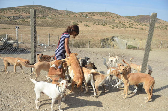 فضلت العيش مع الحيوانات.. سليمة المغربية تهدي الحيوانات الضالة مأوى صورة رقم 13