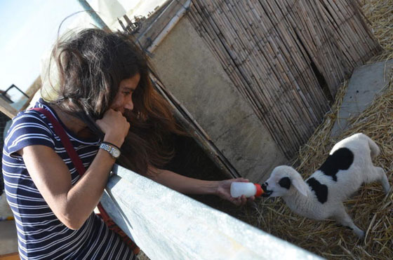 فضلت العيش مع الحيوانات.. سليمة المغربية تهدي الحيوانات الضالة مأوى صورة رقم 11