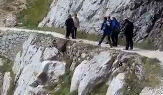 فيديو مؤلم: متسلقون يلقون حيوانا من قمة جبل دون رحمة صورة رقم 1