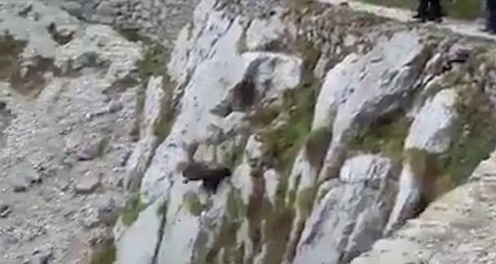 فيديو مؤلم: متسلقون يلقون حيوانا من قمة جبل دون رحمة صورة رقم 2