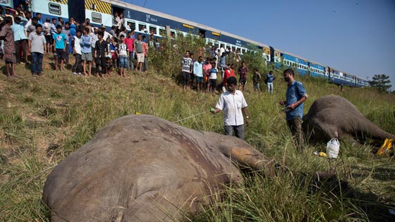 الهند: قطار يصدم فيلين نادرين ويقتلهما.. صور صورة رقم 1
