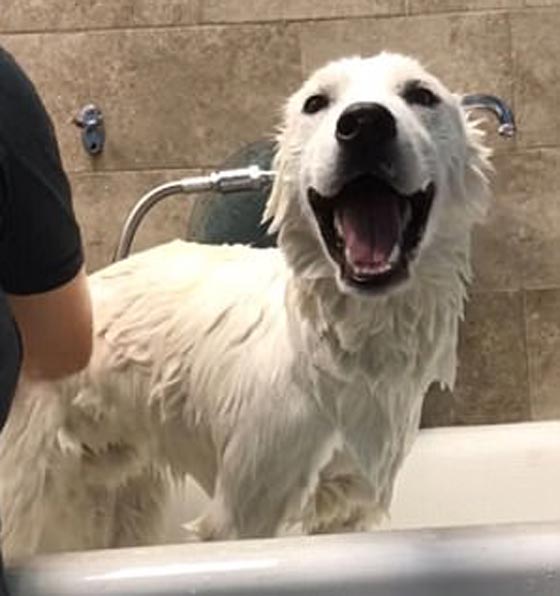 فيديو طريف لكلب مستمتع بالاستحمام ينادي على صاحبته 