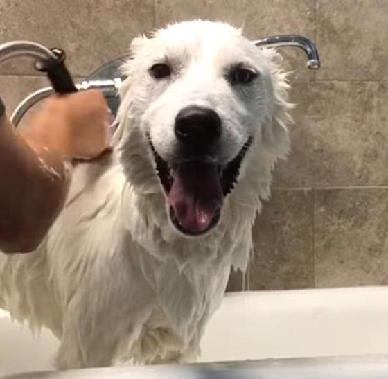 فيديو طريف لكلب مستمتع بالاستحمام ينادي على صاحبته 
