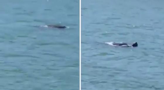 بالفيديو: مخلوق بحري غريب يشبه الإنسان يقفز حول قاربب ويثير الرعب! صورة رقم 1